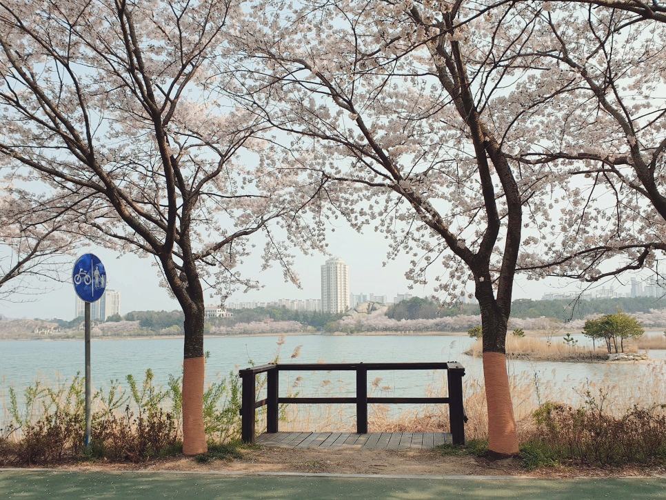 [속초 여행 코스] 봄 바다와 벚꽃을 즐길 수 있는, 속초 봄 여행 코스 추천 :: 속초해수욕장, 속초아이, 영랑호, 영랑호수윗길, 영금정, 대포항, 대포항 전망대