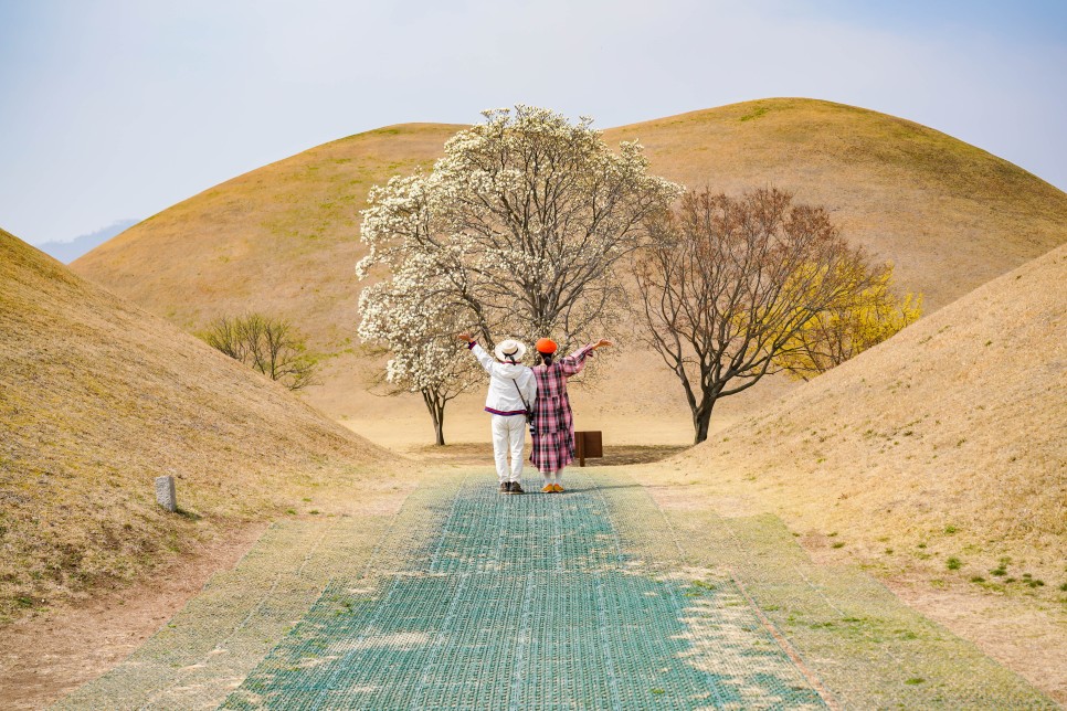 경주 대릉원 목련 포토존 주차장 등 실시간 경주벚꽃 소식!