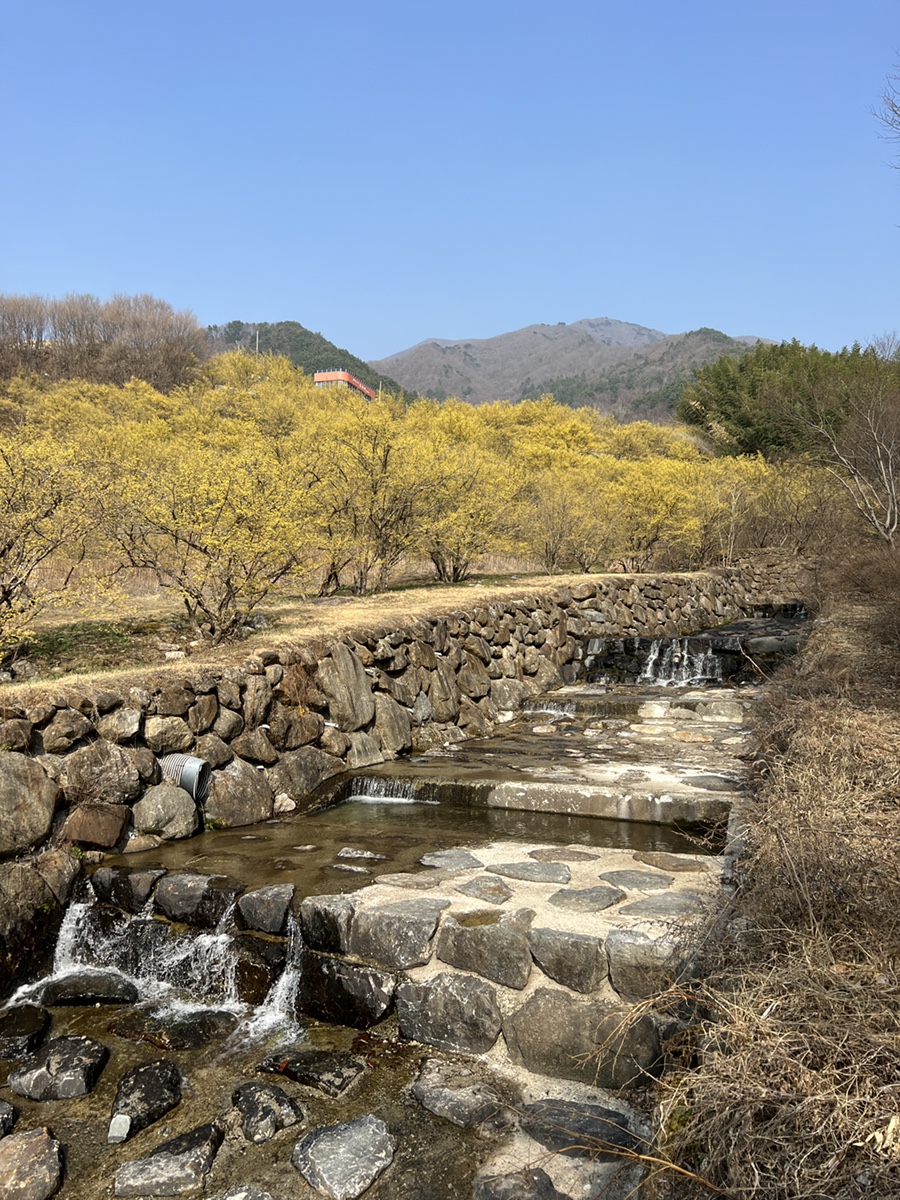 구례 가볼만한곳 산수유마을, 쌍산재, 화엄사 홍매화, 지리산치즈랜드, 벚꽃여행은 다음주!