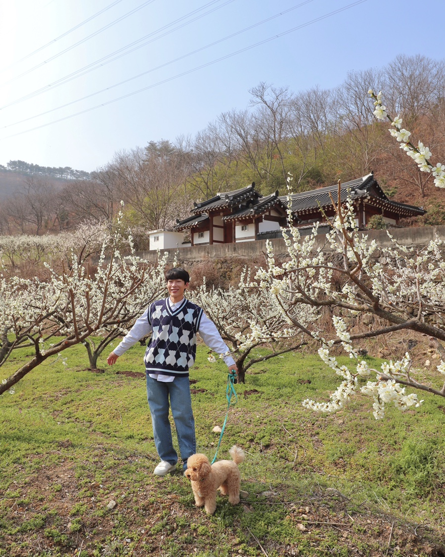 구례 가볼만한곳 산수유마을, 쌍산재, 화엄사 홍매화, 지리산치즈랜드, 벚꽃여행은 다음주!