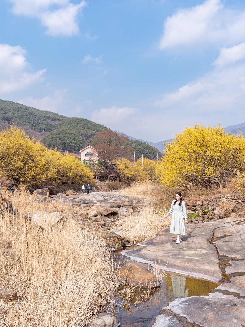 실시간 구례 산수유마을 봄꽃 축제 구경 지금 가볼만한곳