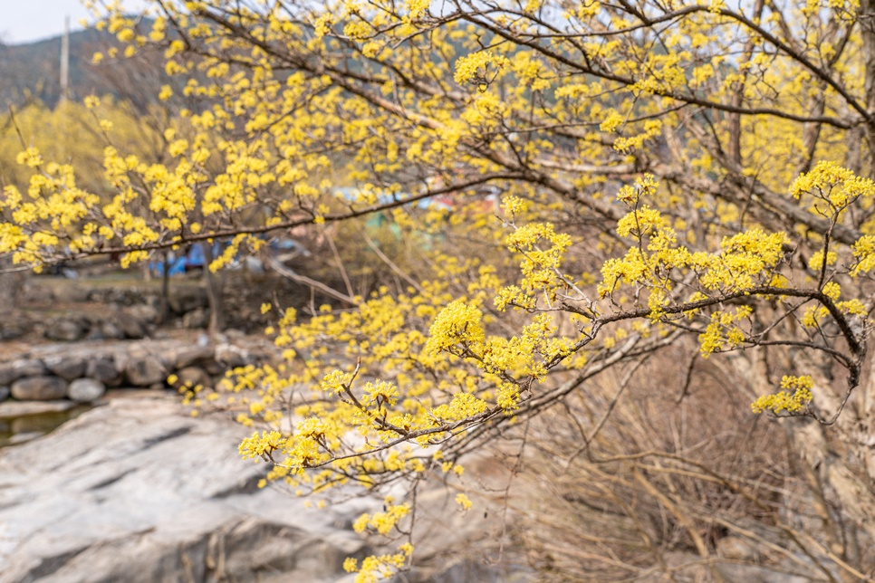 실시간 구례 산수유마을 봄꽃 축제 구경 지금 가볼만한곳