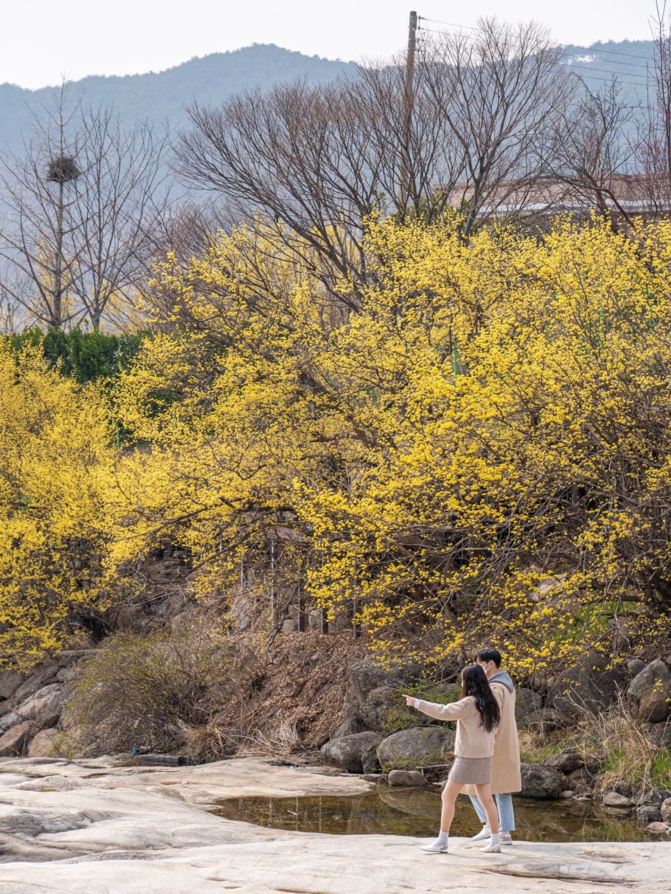 실시간 구례 산수유마을 봄꽃 축제 구경 지금 가볼만한곳
