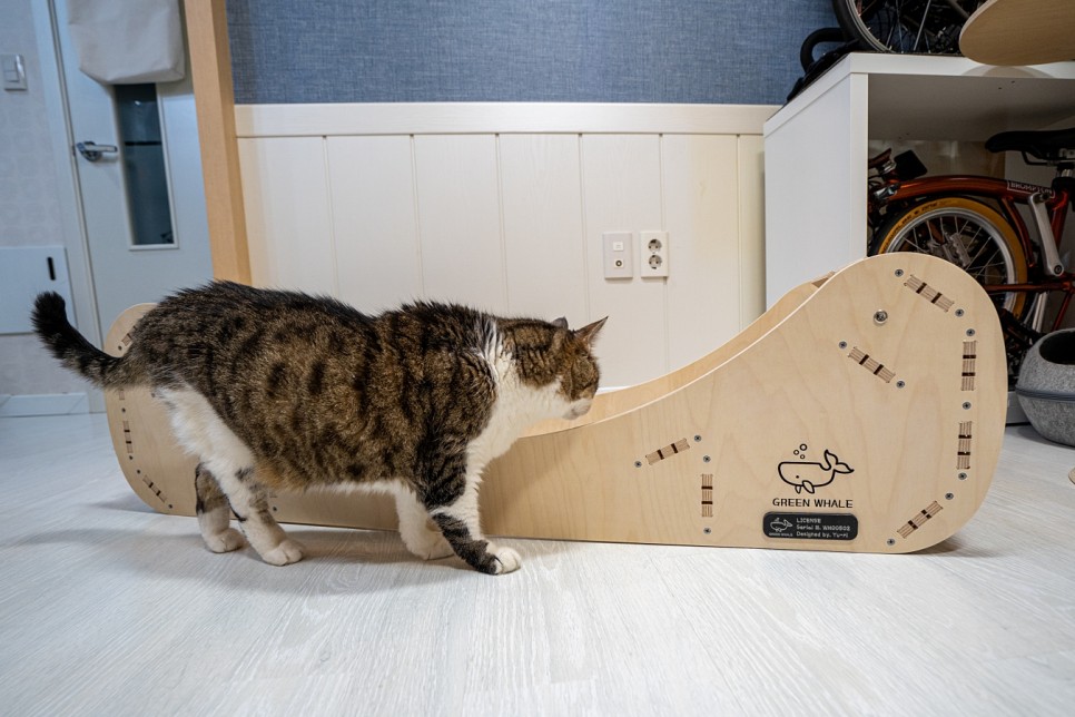 [고양이 용품] 그린웨일 캣휠 특대형 한 달 사용 후기