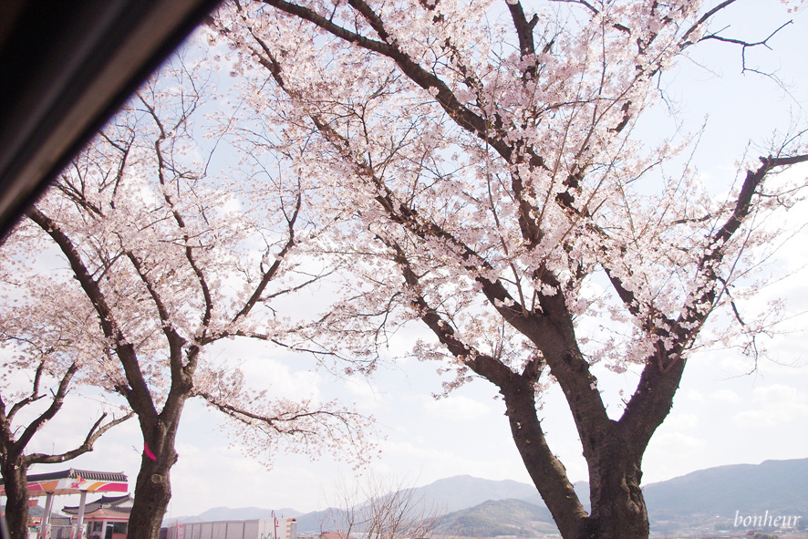 경주 벚꽃 명소 보문관광단지 불국사 벚꽃 개화시기