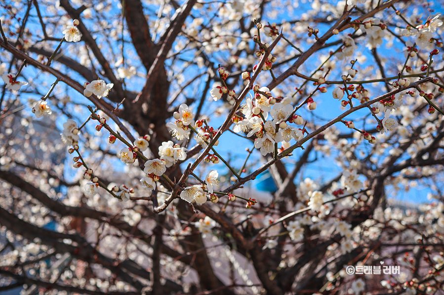 부산 매화 수영사적공원 산책로 봄꽃 나들이