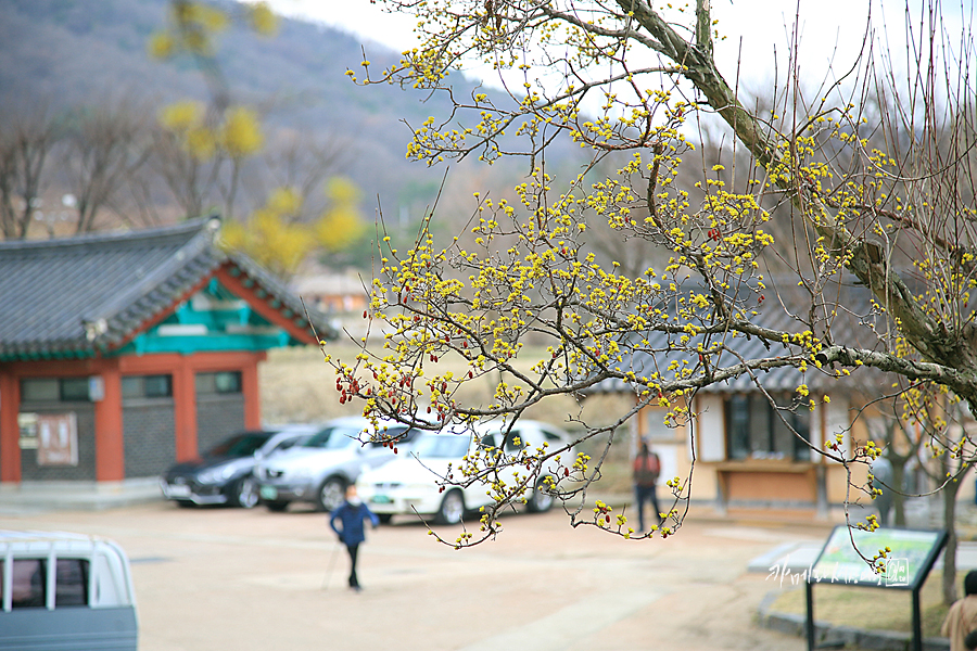 국내 봄 여행지 대전 근교 여행 아산 외암민속마을 봄 꽃 개화시기