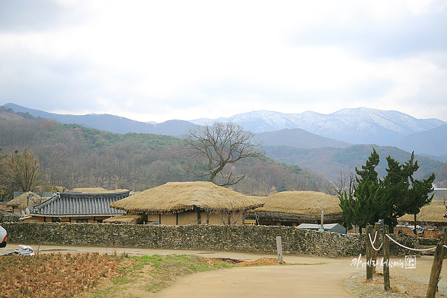 국내 봄 여행지 대전 근교 여행 아산 외암민속마을 봄 꽃 개화시기