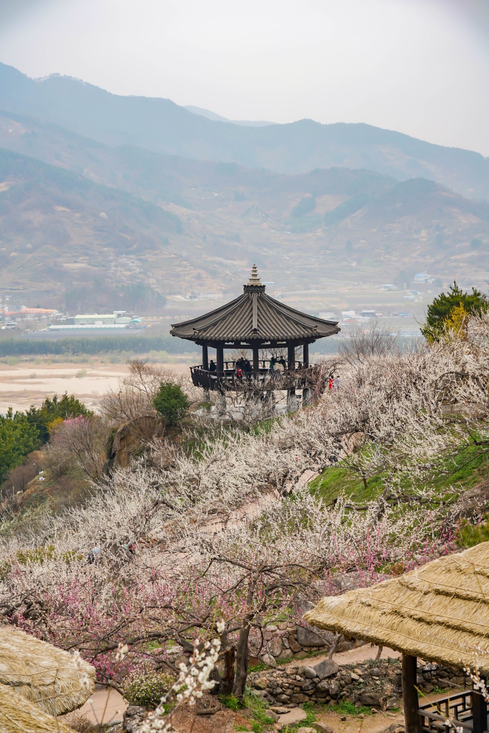 전남 광양 매화마을 주차장 실시간, 매화축제는 취소됐지만 꽃구경