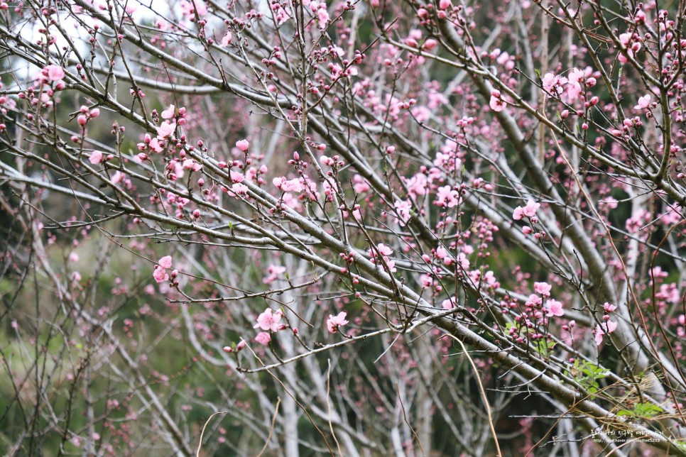 제주 벚꽃 실시간 제주도 날씨 4월 꽃구경 생생정보