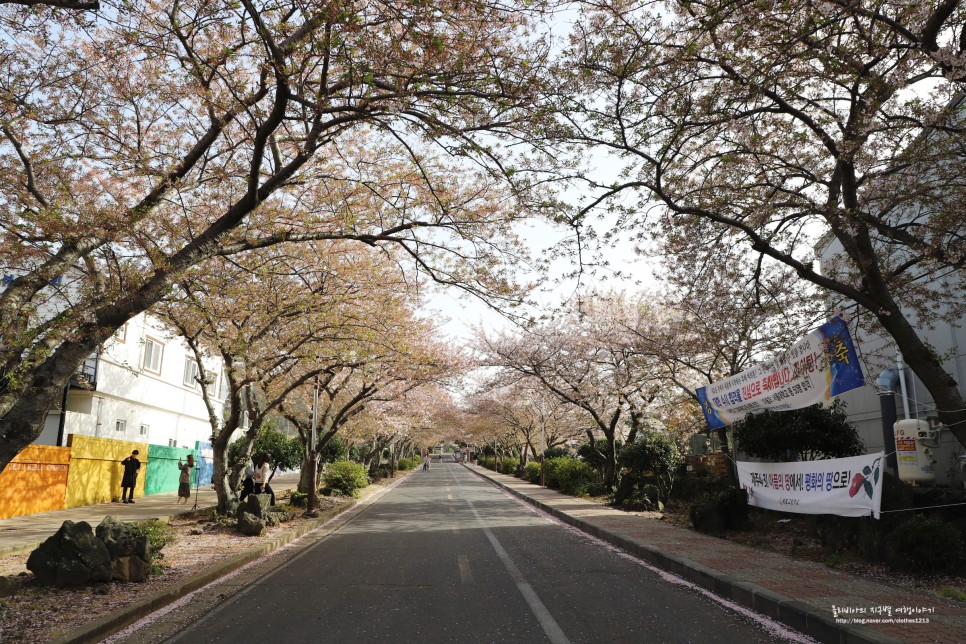 제주 벚꽃 실시간 제주도 날씨 4월 꽃구경 생생정보