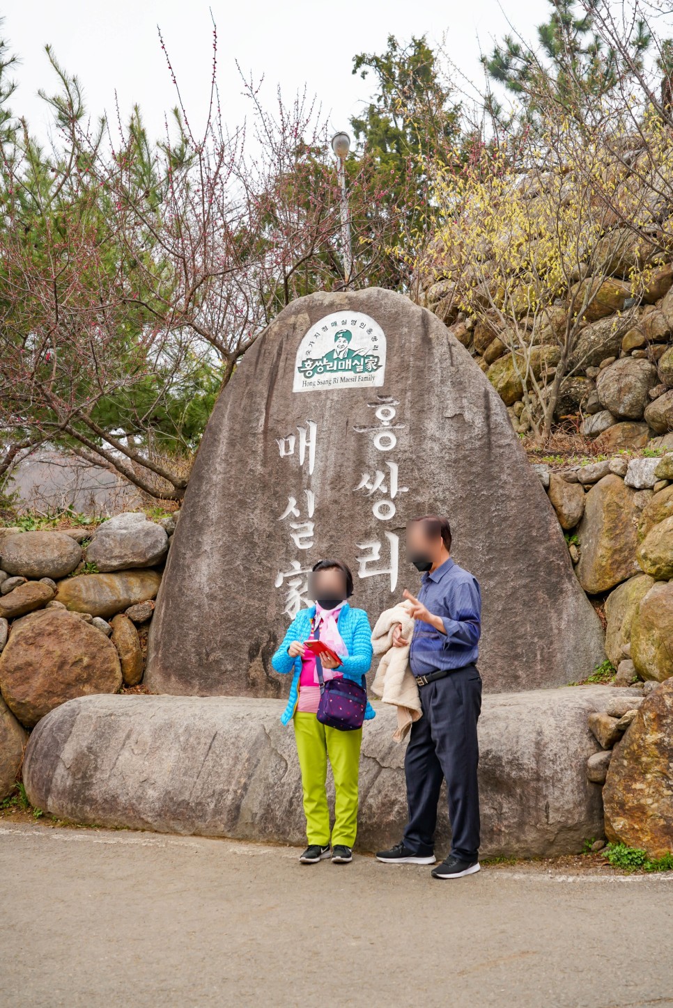 전남 광양 매화마을 주차장 실시간, 매화축제는 취소됐지만 꽃구경