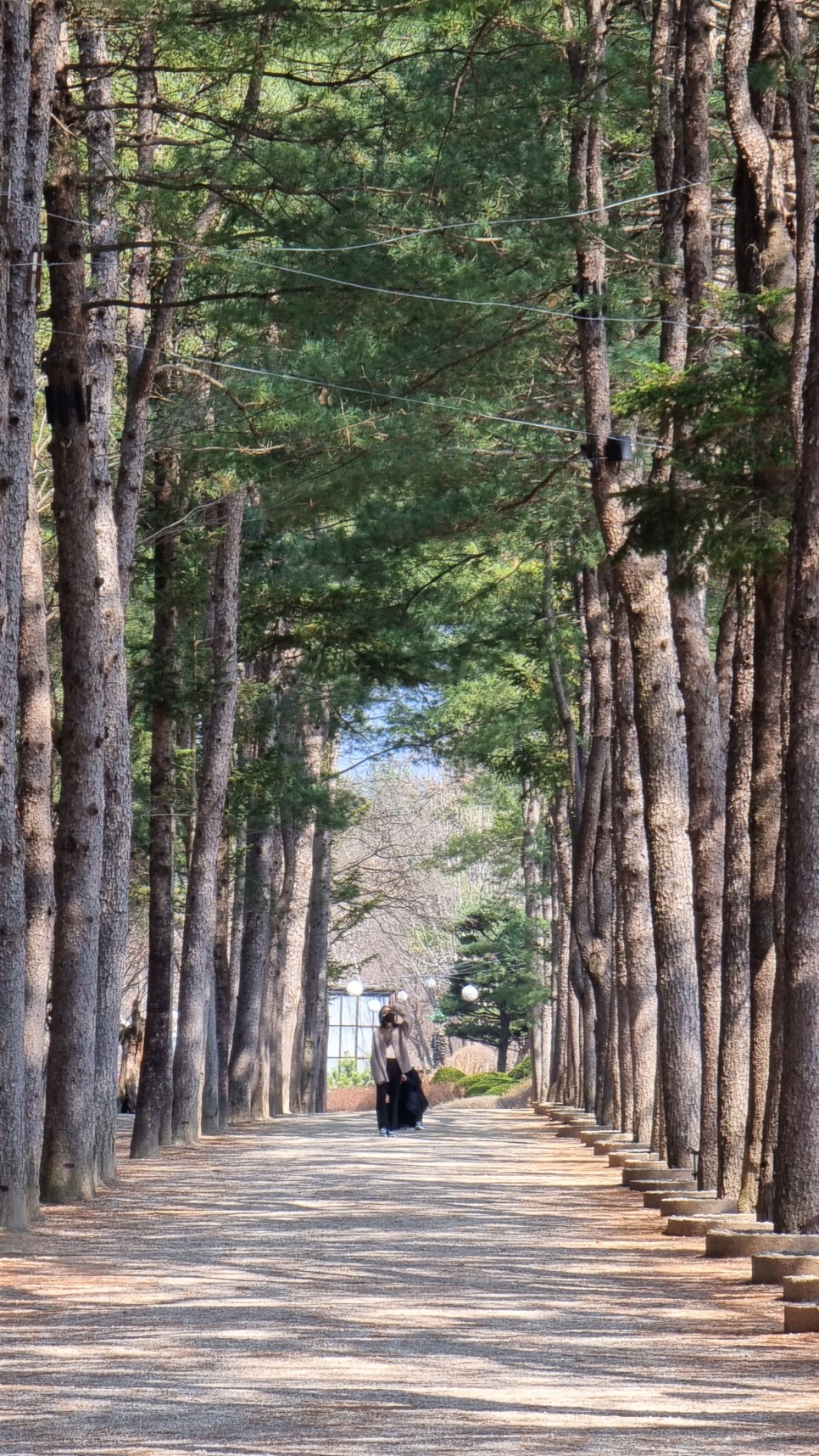 가평 가볼만한곳 남이섬 여행 배 시간표, 할인 Tip