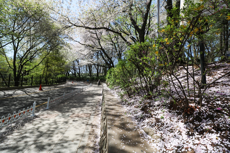 인천 가볼만한곳 인천 벚꽃 명소 자유공원 외 여행 코스