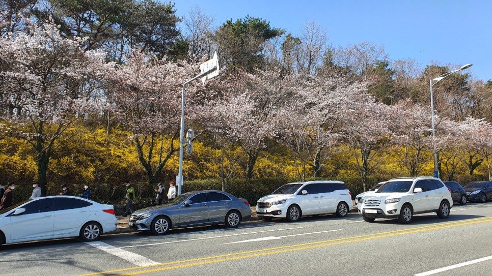 울산 무거천 벚꽃 벌써 만개했네요. (3월 28일)