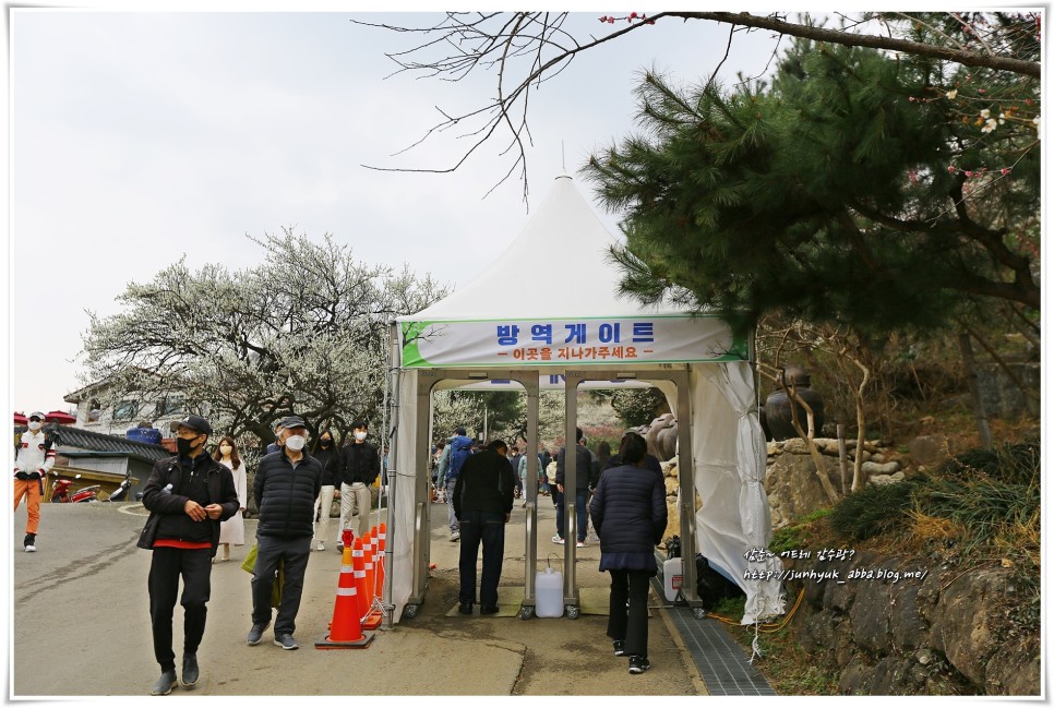 3월 전남 가볼만한곳 광양 매화마을,매화축제 봄꽃 구경