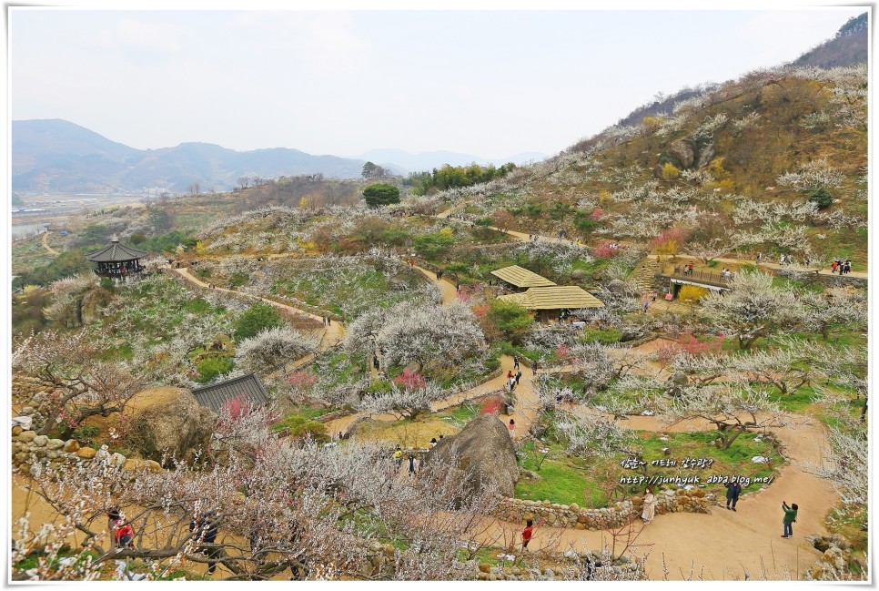 3월 전남 가볼만한곳 광양 매화마을,매화축제 봄꽃 구경