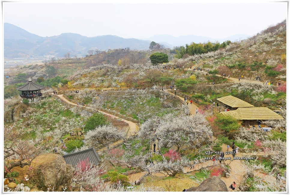 3월 전남 가볼만한곳 광양 매화마을,매화축제 봄꽃 구경