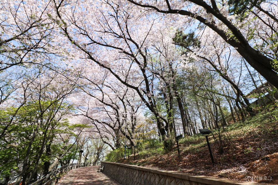인천 가볼만한곳 인천 벚꽃 명소 자유공원 외 여행 코스
