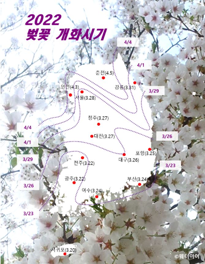 2022 벚꽃 개화시기 3월 가볼만한곳 제주 벚꽃 명소
