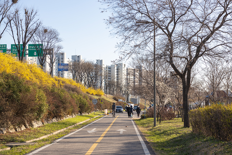 서울 꽃구경 잠원 한강공원 피크닉 개나리, 산수유, 매화도 활짝