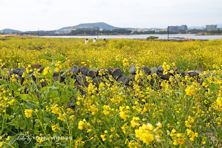 제주 유채꽃 명소 광치기해변 서귀포 바다와 유채꽃밭 봄꽃구경