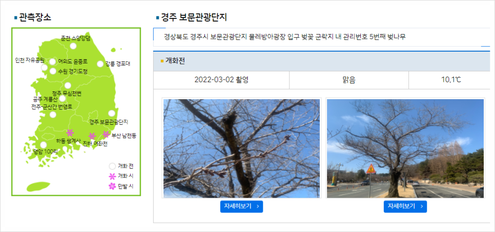 2022 벚꽃 개화시기 만개시기 경주 서울 벚꽃 명소 모음