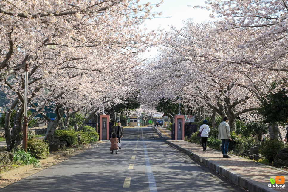 2022 벚꽃 개화시기 3월 가볼만한곳 제주 벚꽃 명소