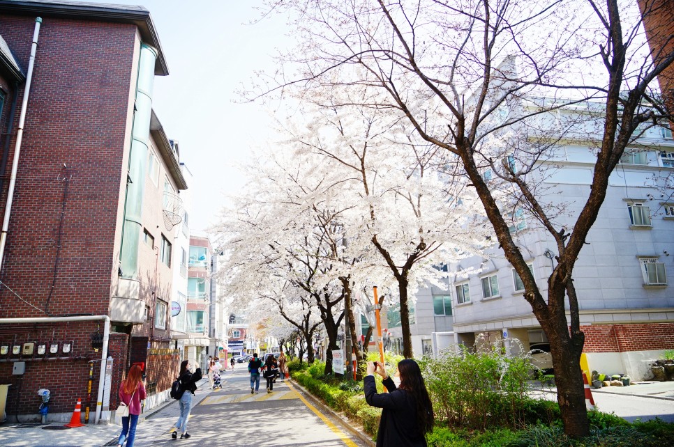 2022 벚꽃 개화시기 만개시기 경주 서울 벚꽃 명소 모음
