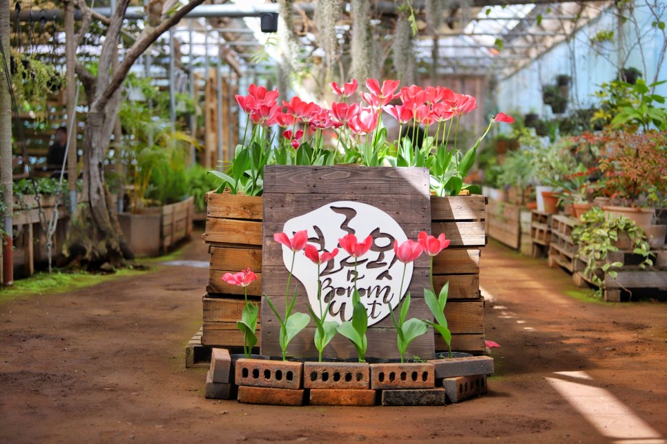 제주도 4월 꽃구경 튤립 봄꽃축제 제주 보롬왓