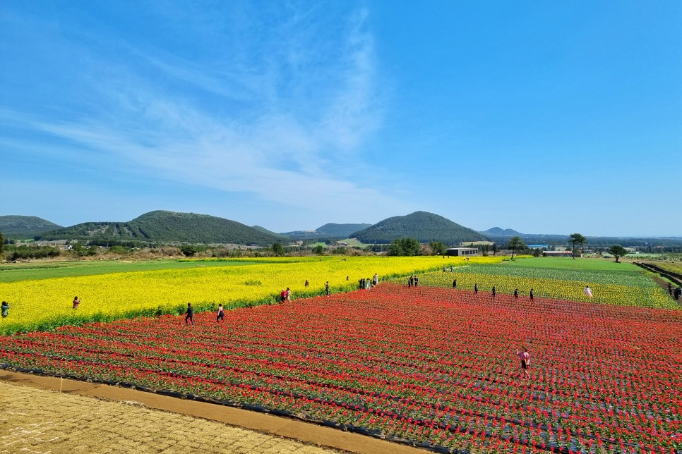 제주도 4월 꽃구경 튤립 봄꽃축제 제주 보롬왓