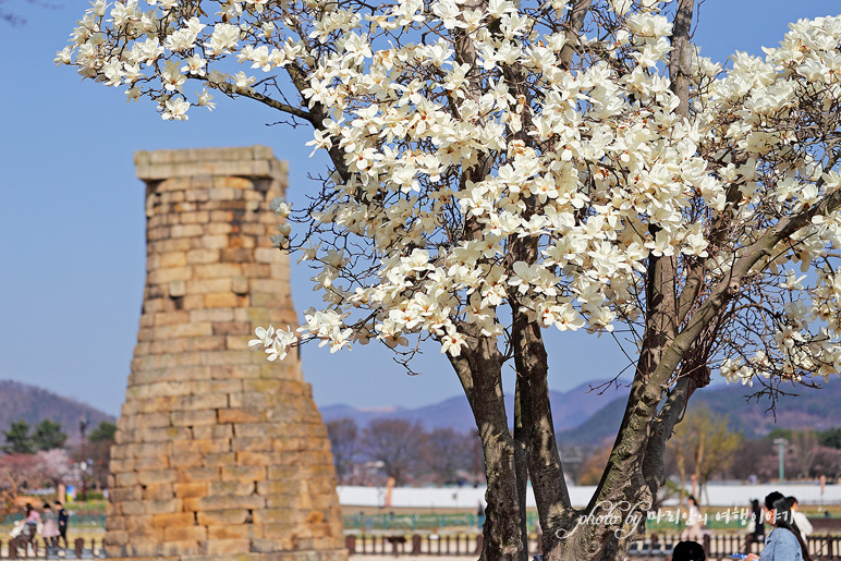 2022 벚꽃 개화시기 경주 벚꽃 명소 지금 상황 3/29