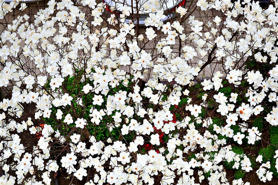 2022년 벚꽃 개화시기 부산 벚꽃 명소 남천동 벚꽃 소식 (3월29일)