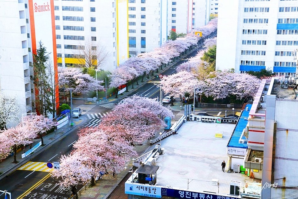 2022년 벚꽃 개화시기 부산 벚꽃 명소 남천동 벚꽃 소식 (3월29일)