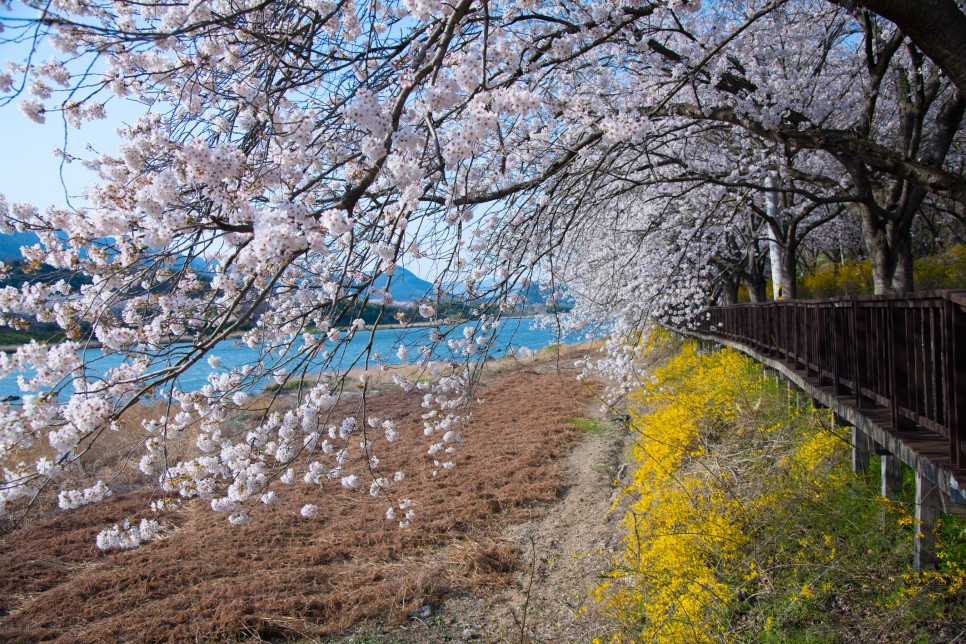 [구례 봄 여행] 달달하게 봄을 즐길 수 있는 구례 봄꽃 명소 4 :: 산수유마을, 화엄사, 섬진강 벚꽃길, 쌍산재, 구례 가볼 만한 곳