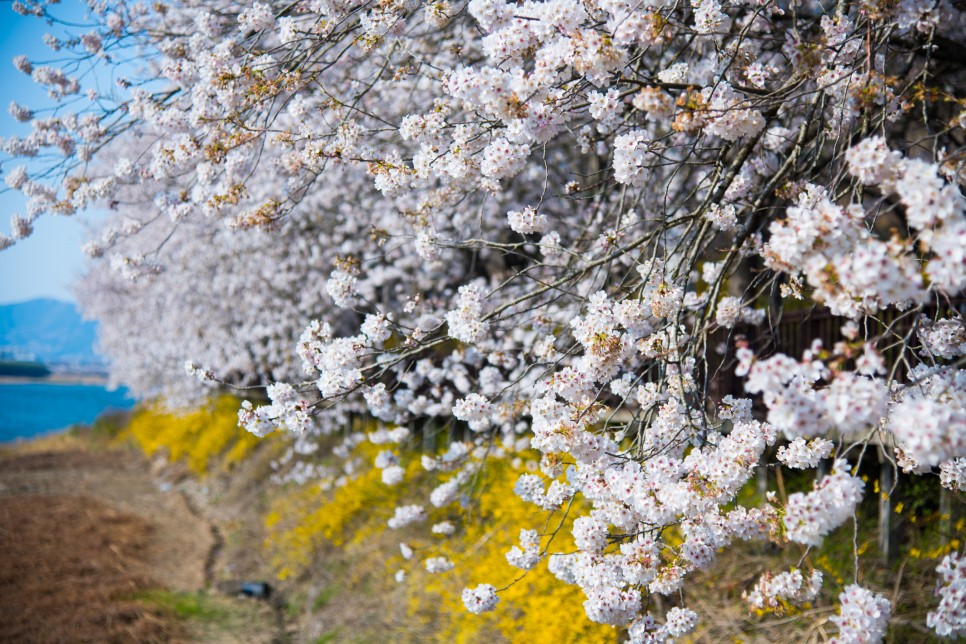 [구례 봄 여행] 달달하게 봄을 즐길 수 있는 구례 봄꽃 명소 4 :: 산수유마을, 화엄사, 섬진강 벚꽃길, 쌍산재, 구례 가볼 만한 곳