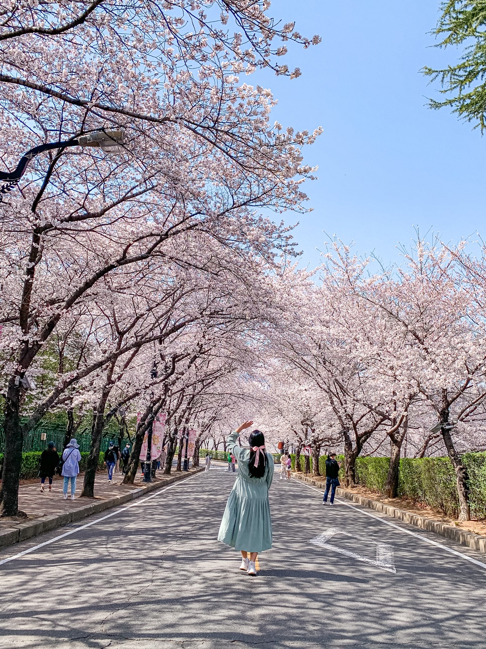 실시간 대구 벚꽃 명소 BEST 4 : 대구 이월드 83타워 동촌유원지 등