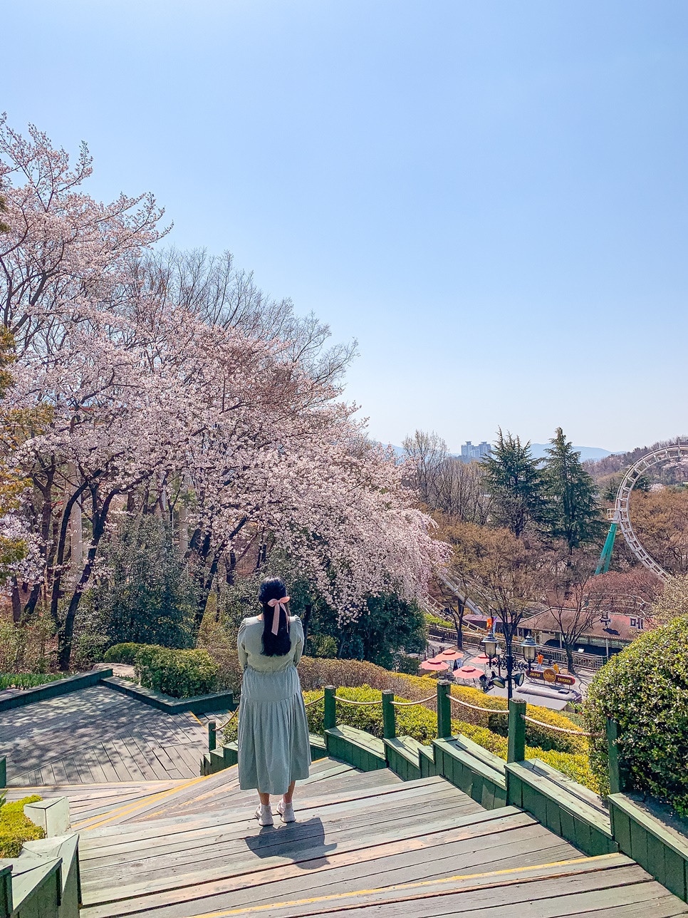 실시간 대구 벚꽃 명소 BEST 4 : 대구 이월드 83타워 동촌유원지 등