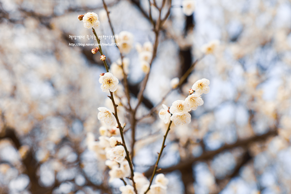 서울 올림픽공원 봄꽃구경 매화, 산수유 조각공원