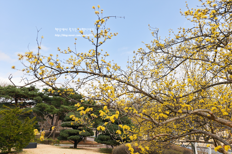 서울 올림픽공원 봄꽃구경 매화, 산수유 조각공원