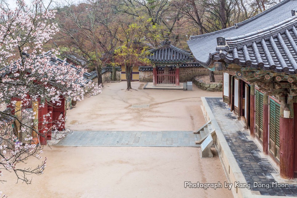 2022 경주 벚꽃 개화시기 국내 봄 여행지 경주 가볼만한곳 여행 코스 경주 불국사 절