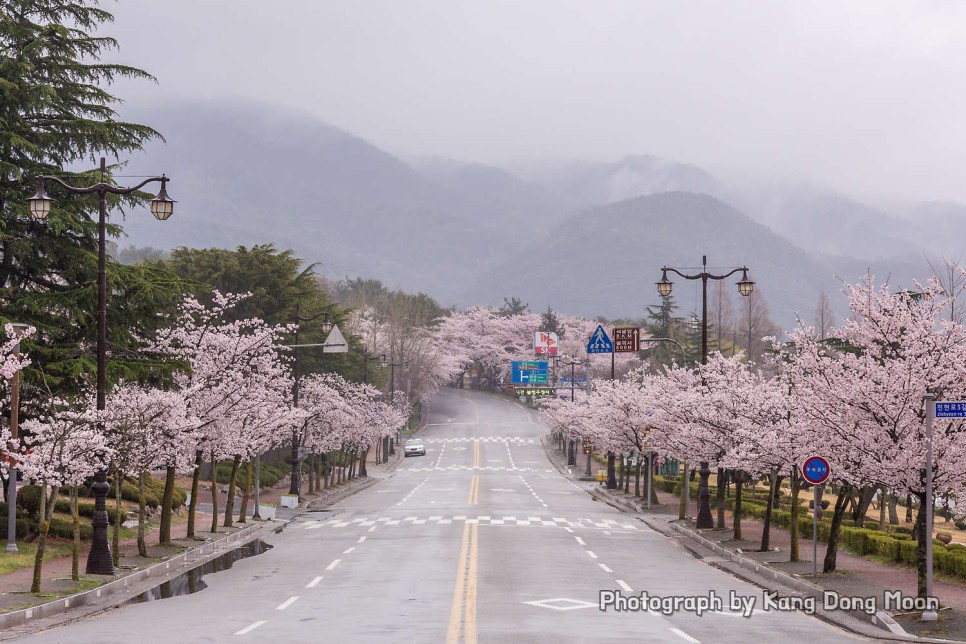 2022 경주 벚꽃 개화시기 국내 봄 여행지 경주 가볼만한곳 여행 코스 경주 불국사 절