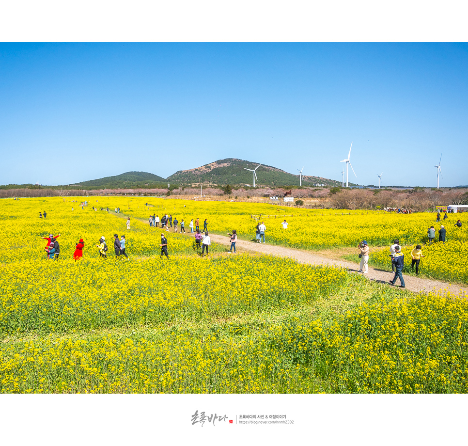 4월 가볼만한곳 제주 유채꽃 명소 제주 가시리