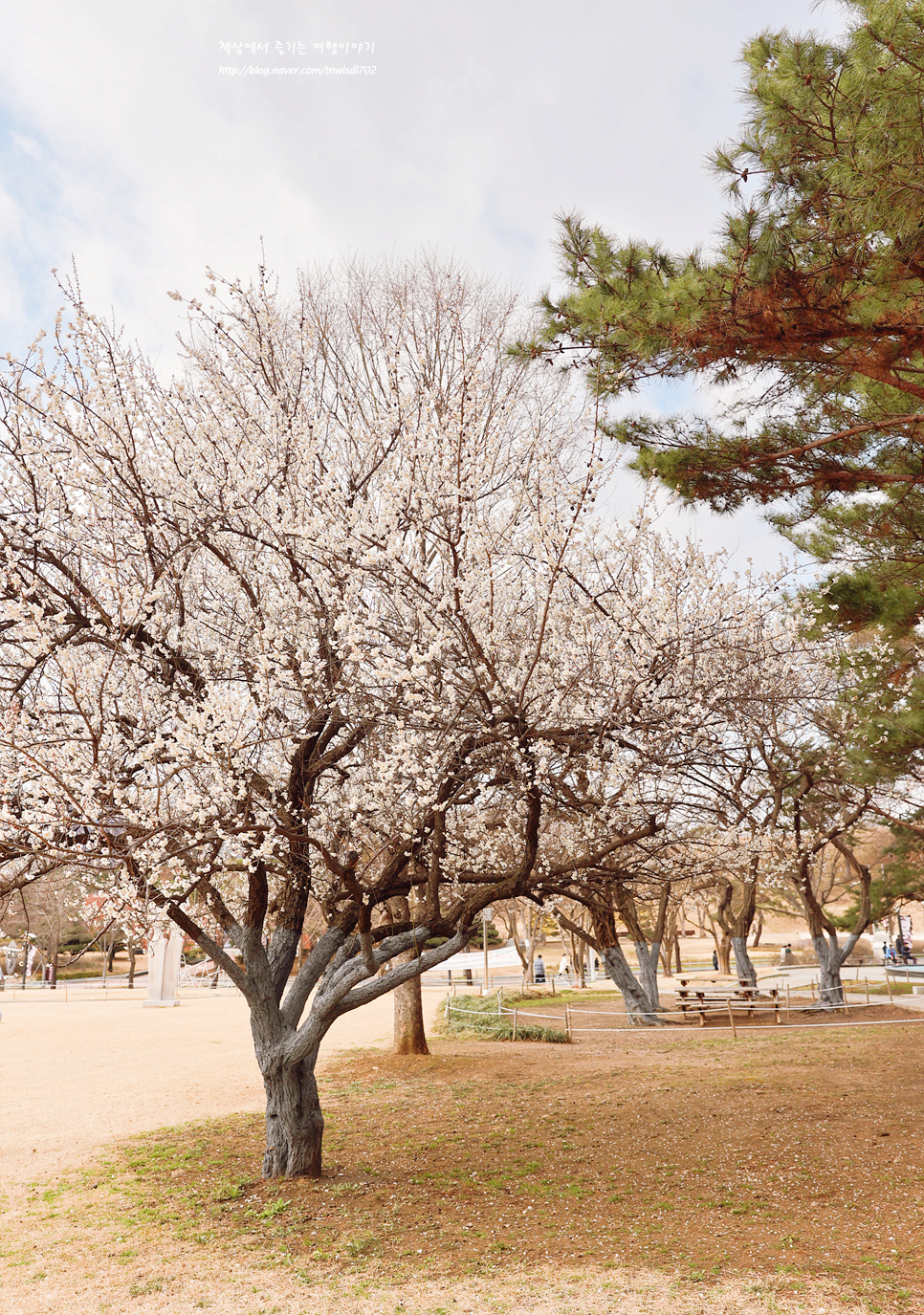 서울 올림픽공원 봄꽃구경 매화, 산수유 조각공원