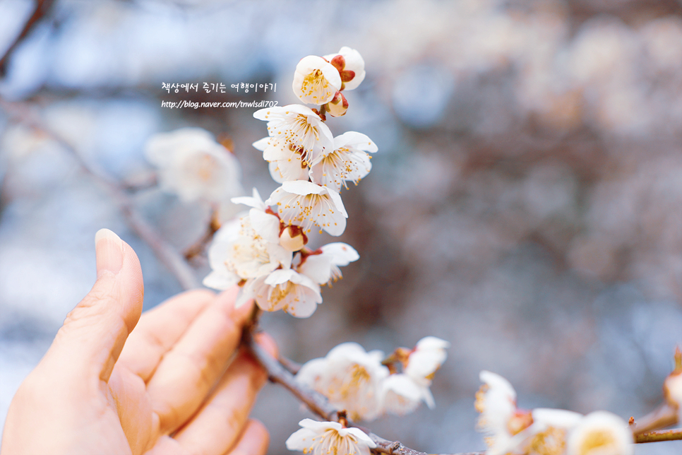 서울 올림픽공원 봄꽃구경 매화, 산수유 조각공원