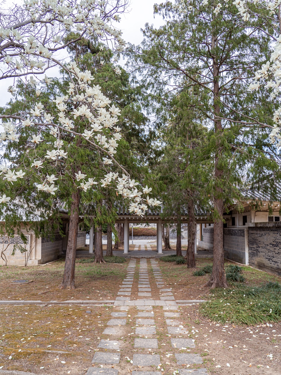 실시간 경주 벚꽃 명소 보문단지 보문호수 벚꽃 개화시기