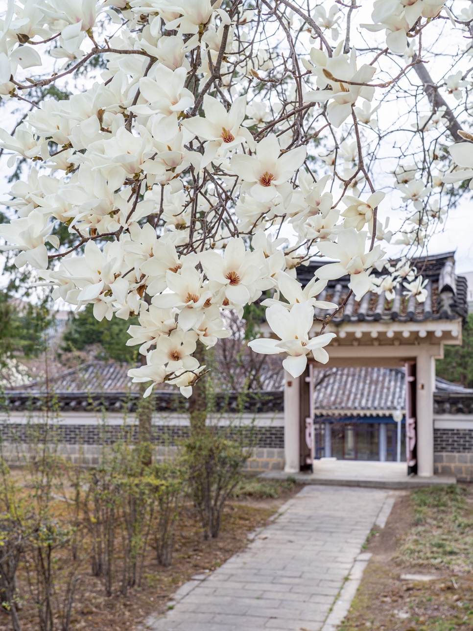 실시간 경주 벚꽃 명소 보문단지 보문호수 벚꽃 개화시기