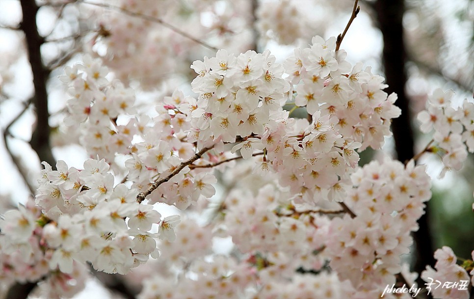 부산 벚꽃 명소 개화시기 남천동 벚꽃 만개 부산 볼거리(3월 30일)