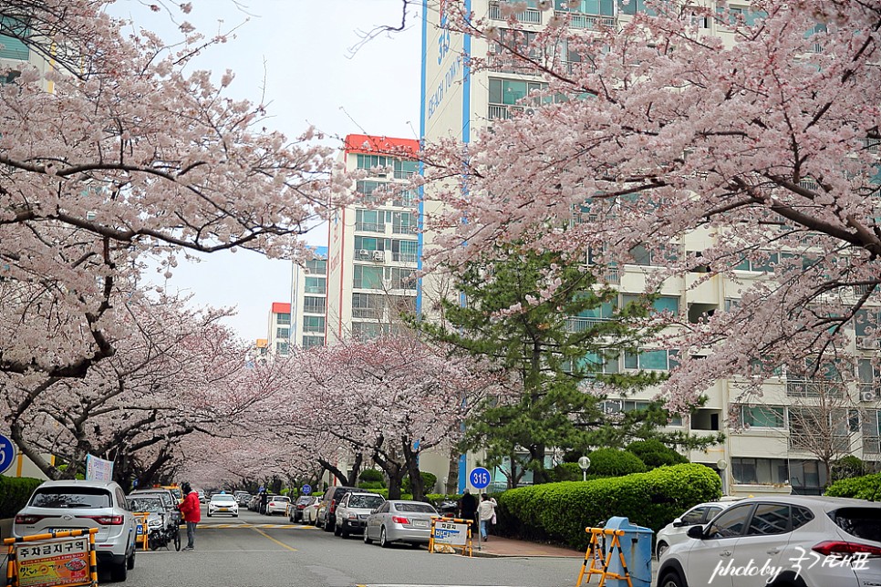 부산 벚꽃 명소 개화시기 남천동 벚꽃 만개 부산 볼거리(3월 30일)