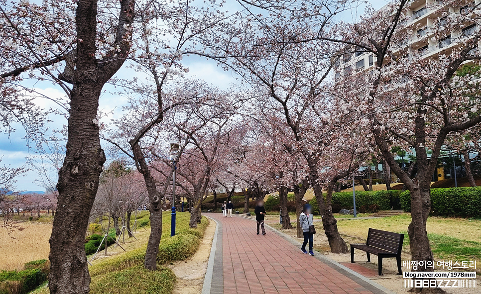 현재 경주벚꽃명소 개화시기, 보문호수 보문호반길 & 스타벅스 봄메뉴